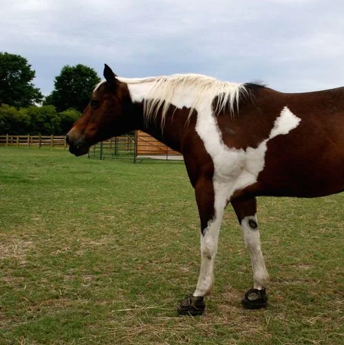 Laminitis, Insulin Resistance or Cushing's Disease