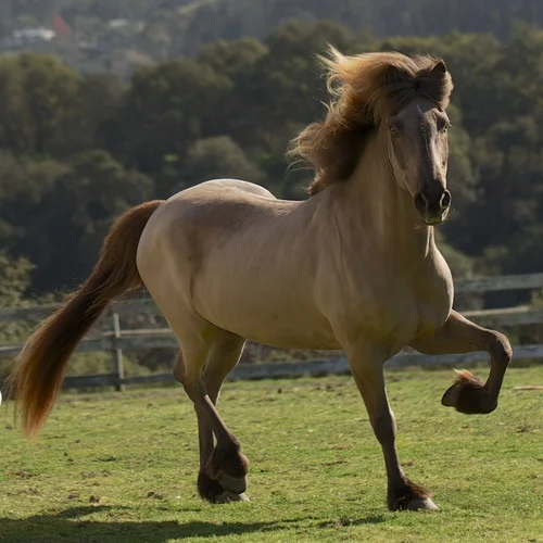Weight Gain and Topline