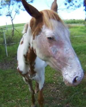 Rescue filly 'Chance'