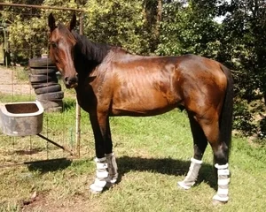 Beccy's rescue TB, Rangee