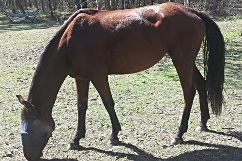 Riley and Gypsy's story