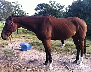 Sarah and her gelding 'Key to Cash'
