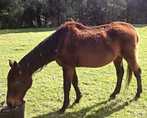 Jacqui's success with Old Timer