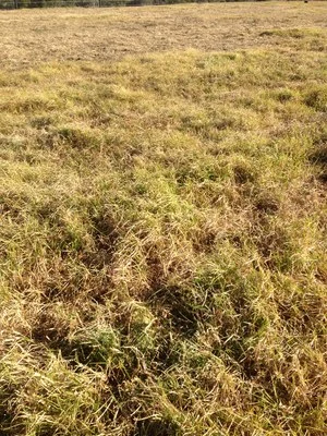 Browned+off,+mature+pasture.jpeg