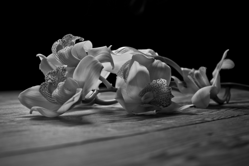 photograph by Leigh Aschoff | OMAYARI