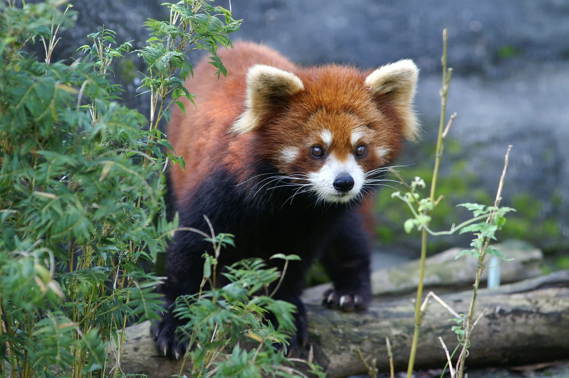 red-panda-day 2.jpg