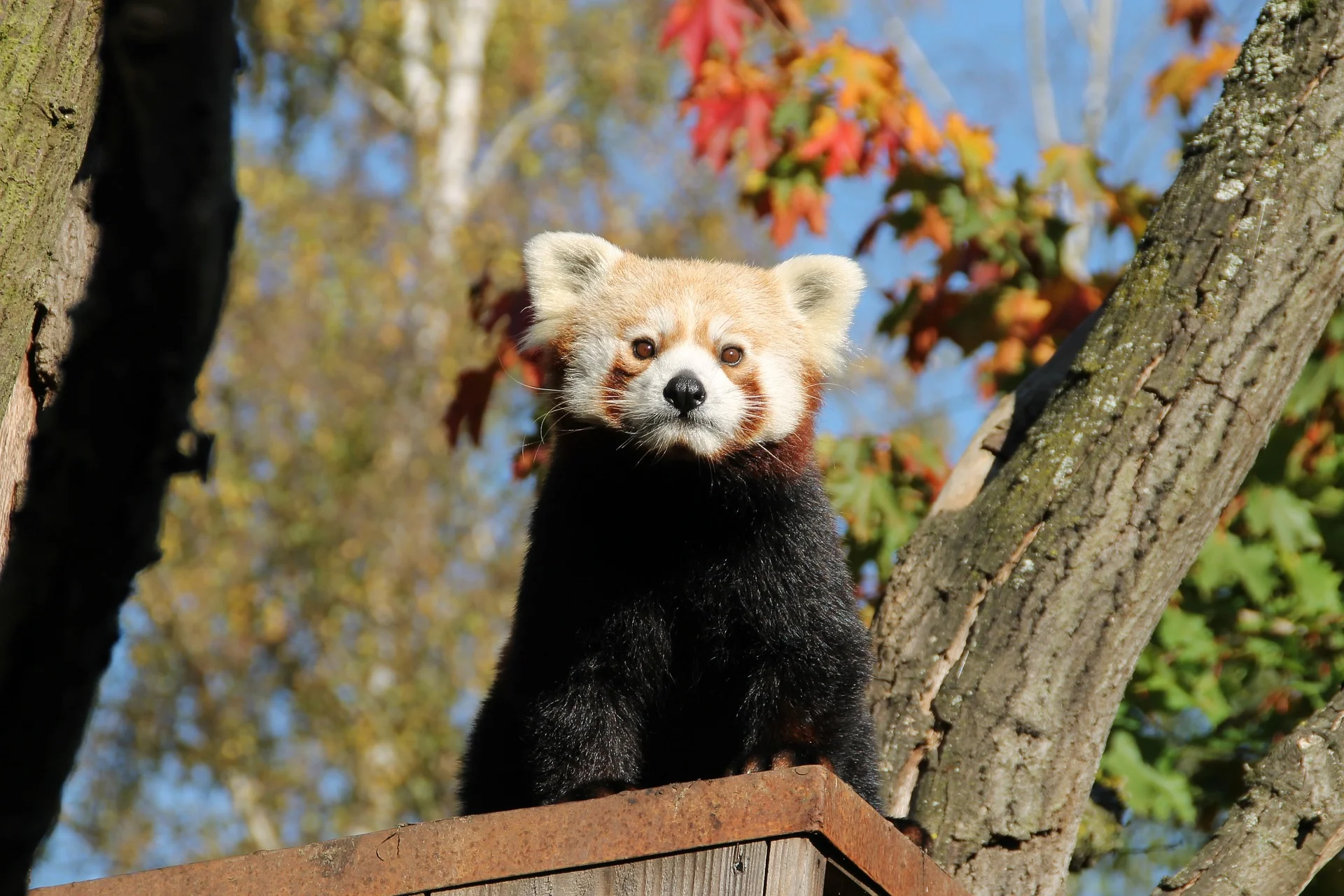 planning panda day 3.jpg