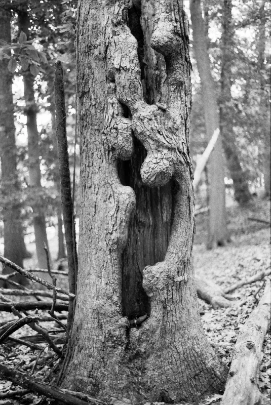 The Hollow