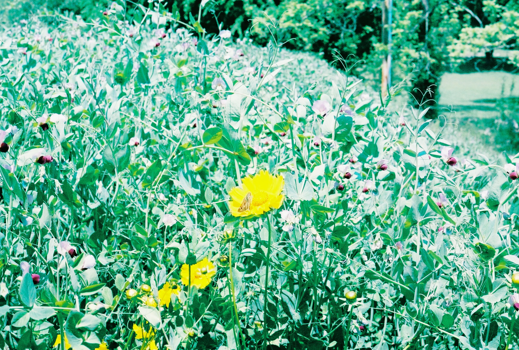 Corriopsis on the Berm.jpg