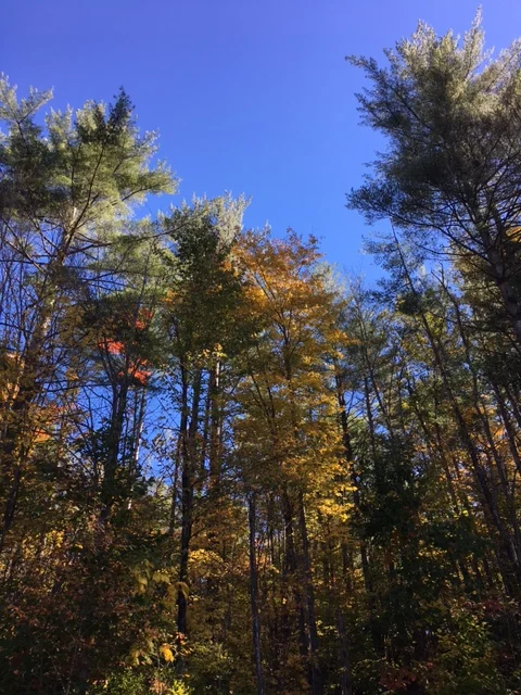 Proper trees