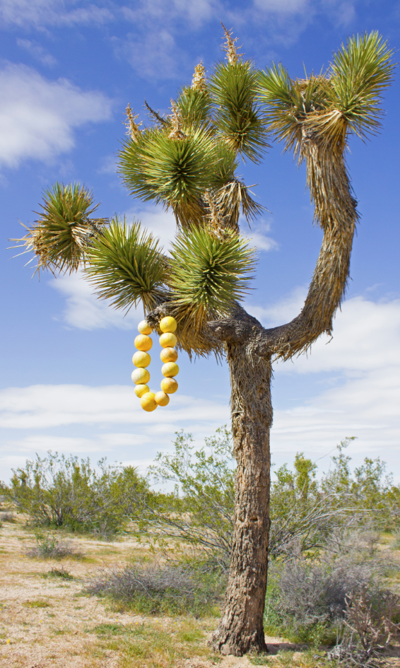 Jewelry for Trees: Beaded Necklace Cotton thread, found wood, and coyote gourds