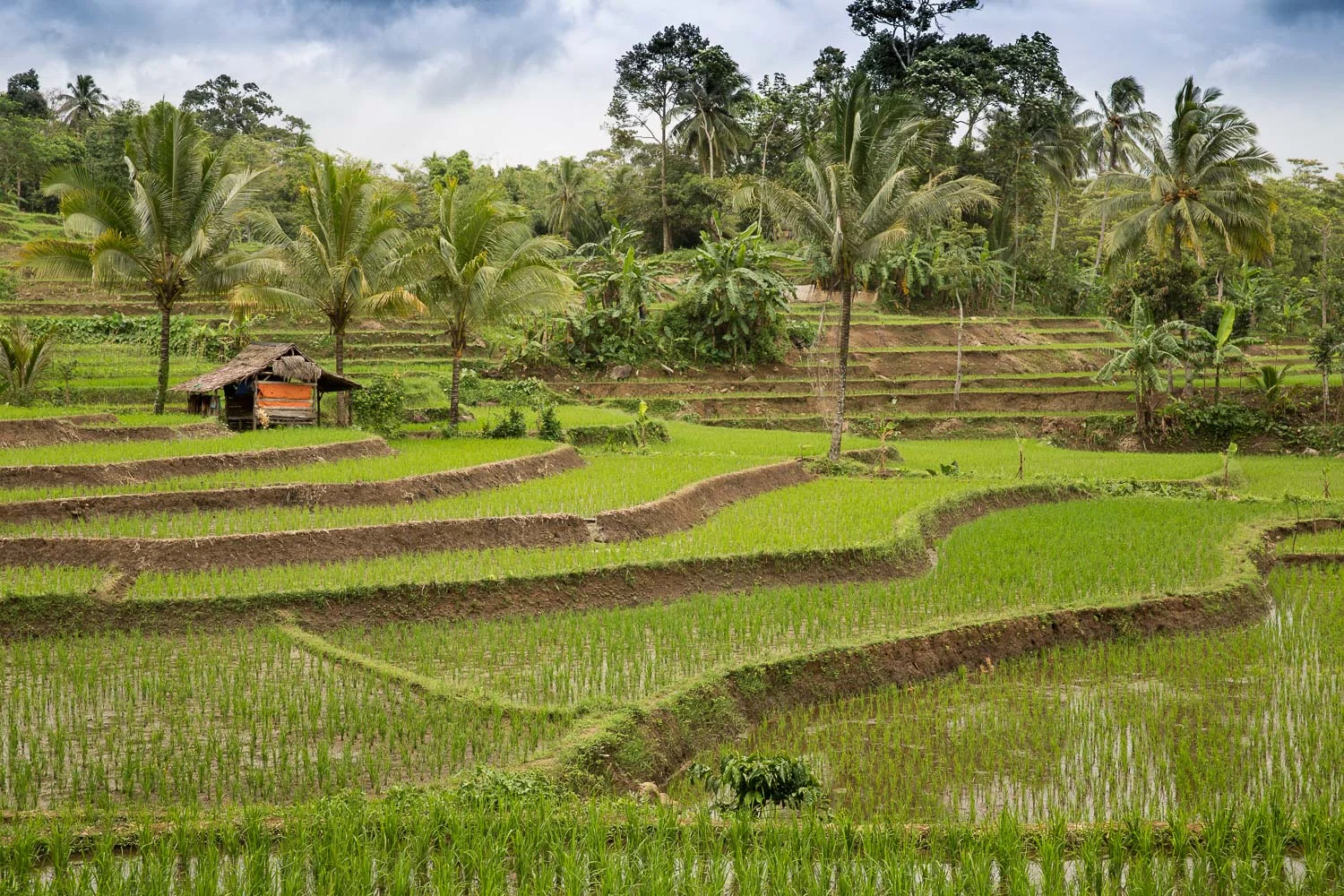 EG9A7657.Baduy.jpg