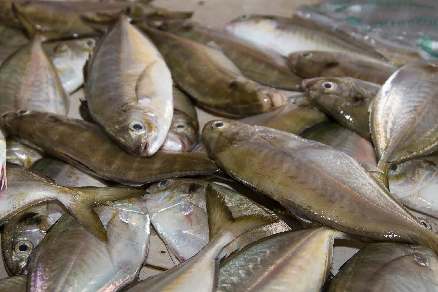 121007-Belitung, IndonesiaIMG_1334.jpg