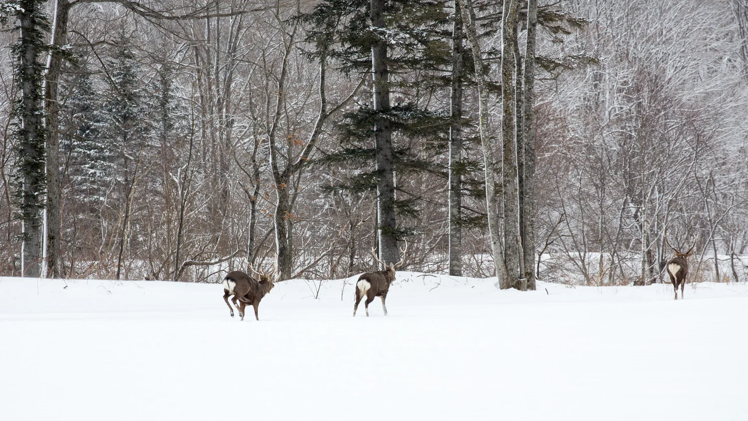 Hokkaido SqSp_EG9A4364.jpg