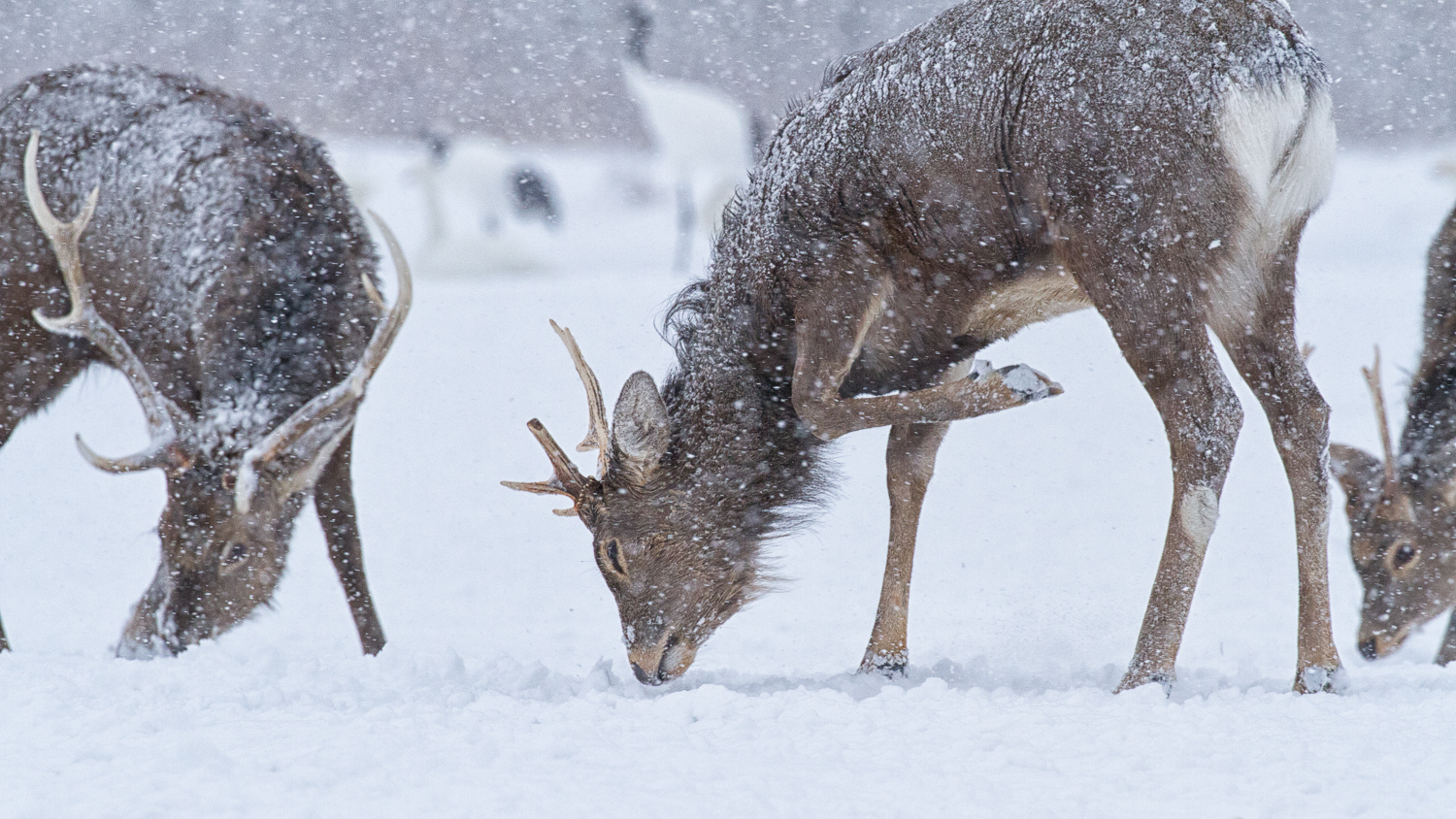 Hokkaido SqSp_IMG_4144-Edit.jpg
