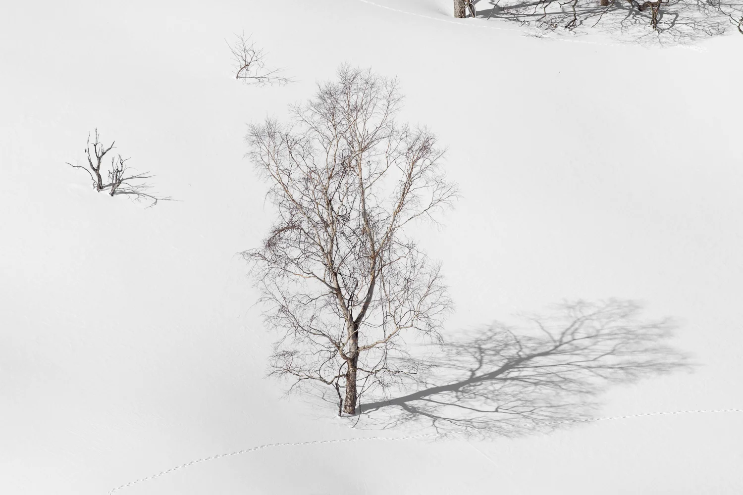 Hokkaido SqSp_DSW_Hokkaido_20150205_5876-Edit-2.jpg