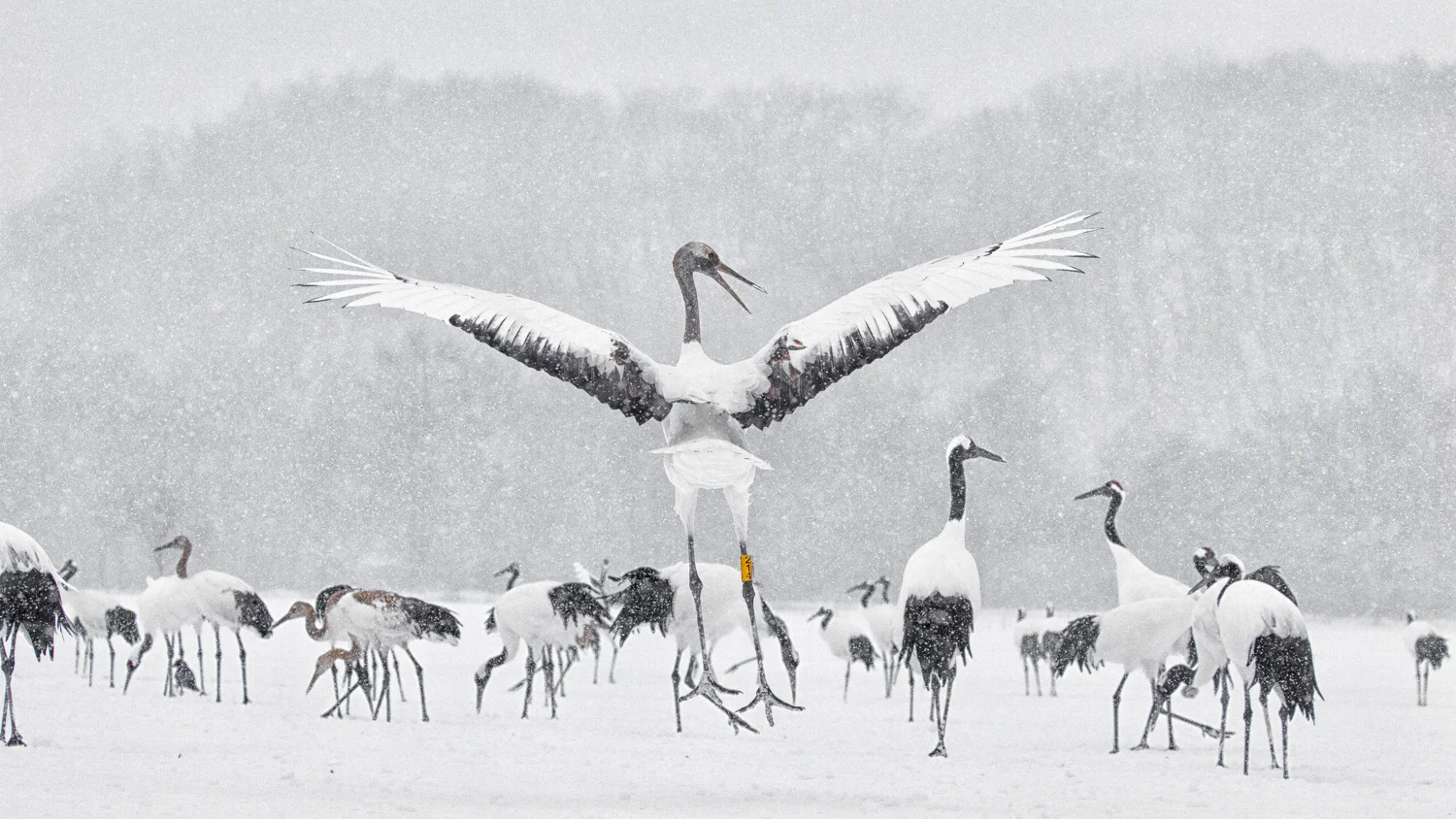 Hokkaido SqSp_IMG_4046-Edit-Edit-Edit.jpg