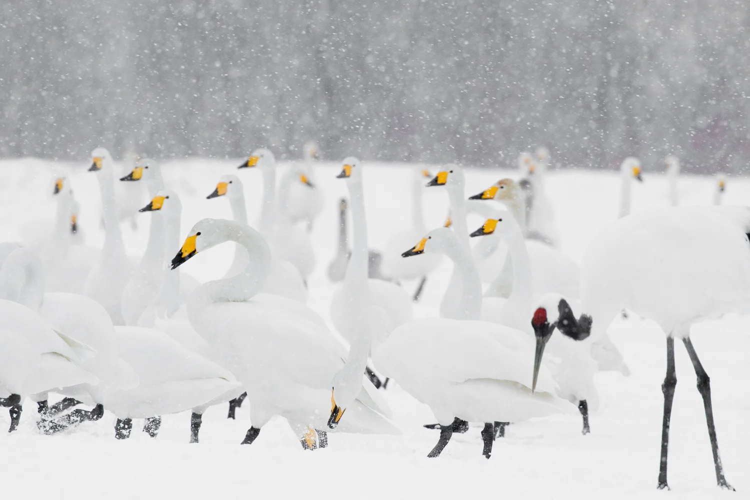 Hokkaido SqSp_IMG_4473-Edit.jpg