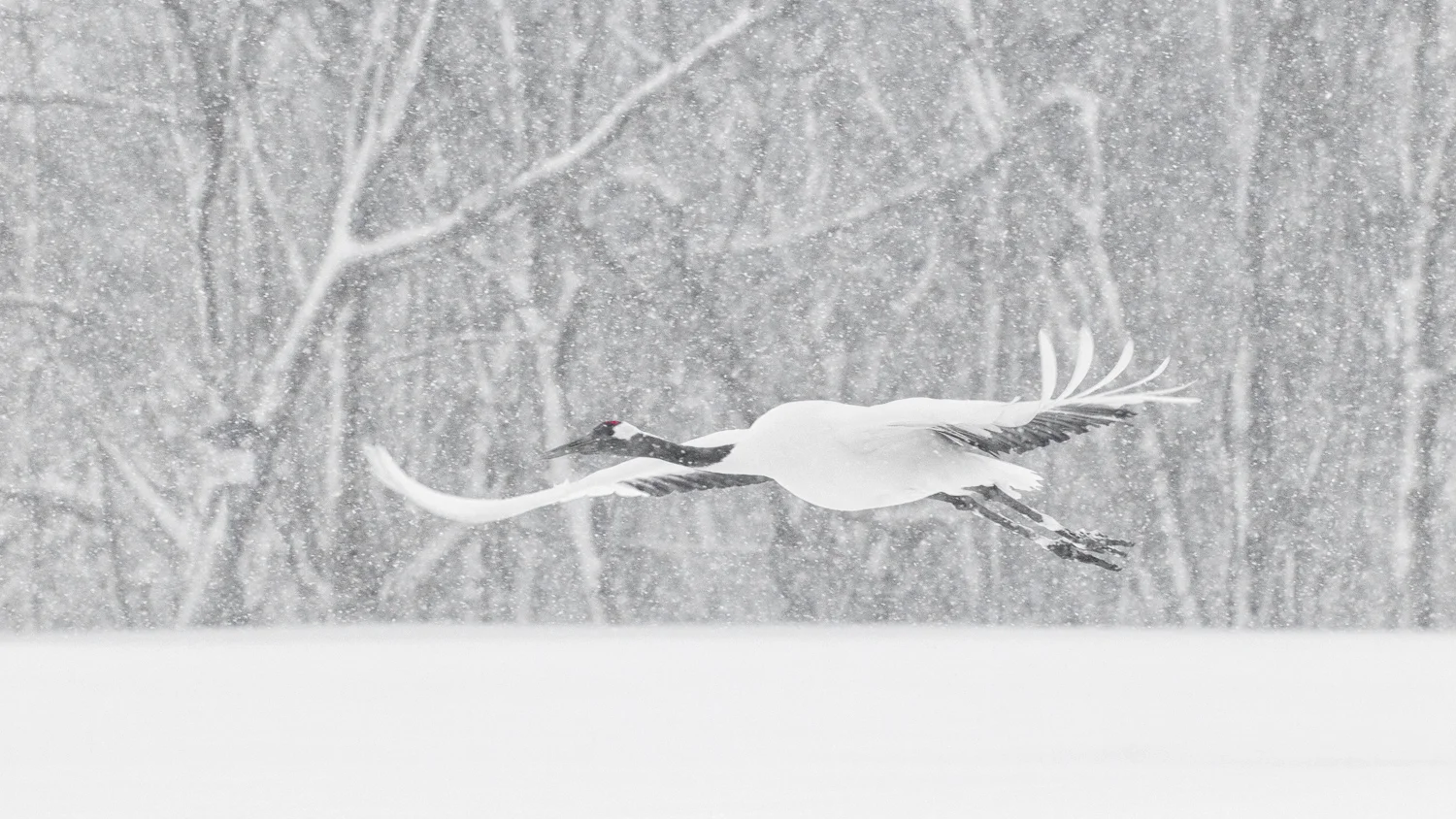 Hokkaido SqSp_IMG_4861-Edit.jpg