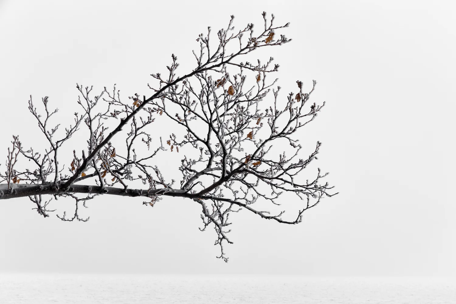 Hokkaido SqSp_DSW_Hokkaido_20150206_6841-Edit-2.jpg