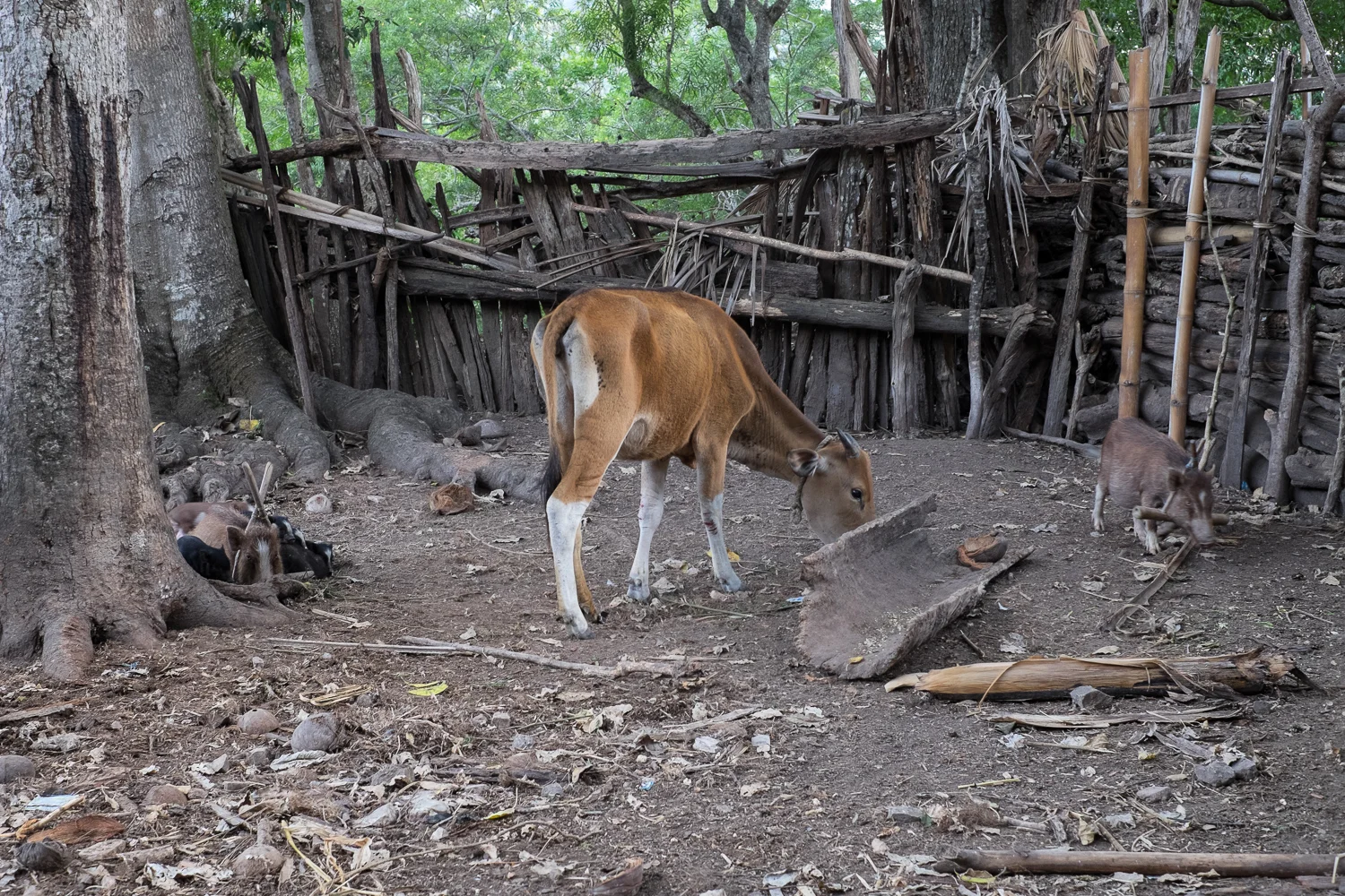 SqSp_DSW_West.Timor_20150428__XT18128.jpg