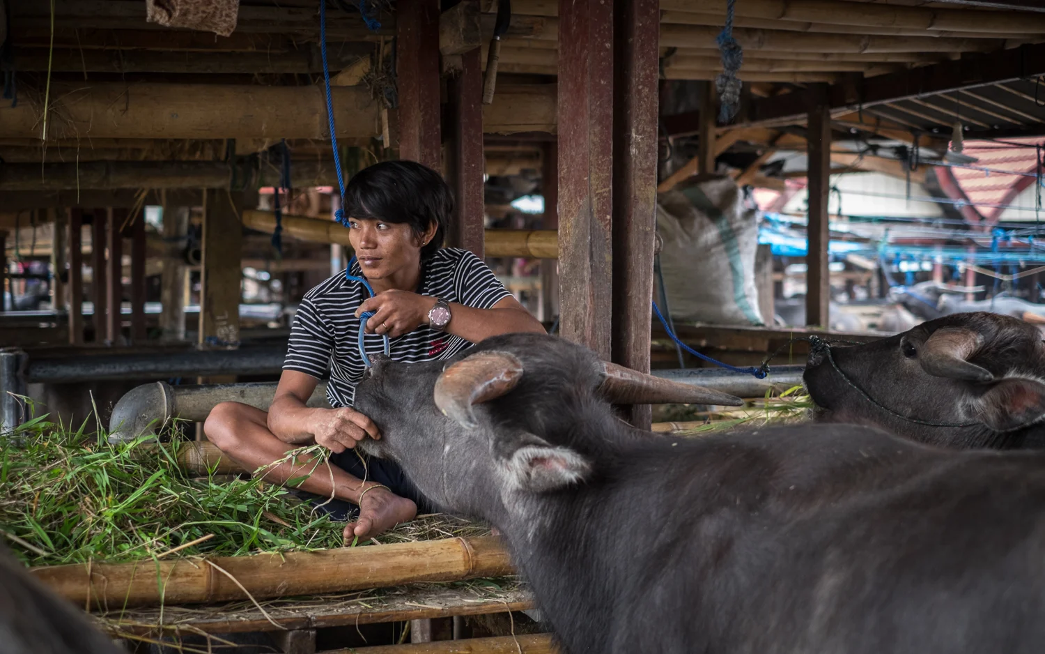 Tana Toraja_20160716__XT13311.jpg
