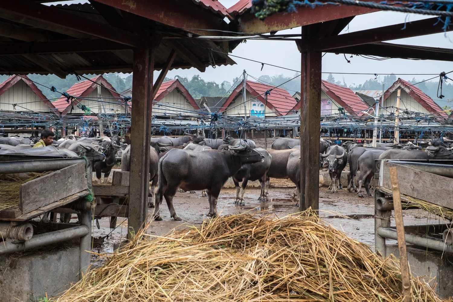 Tana Toraja_20160716__XT13333.jpg