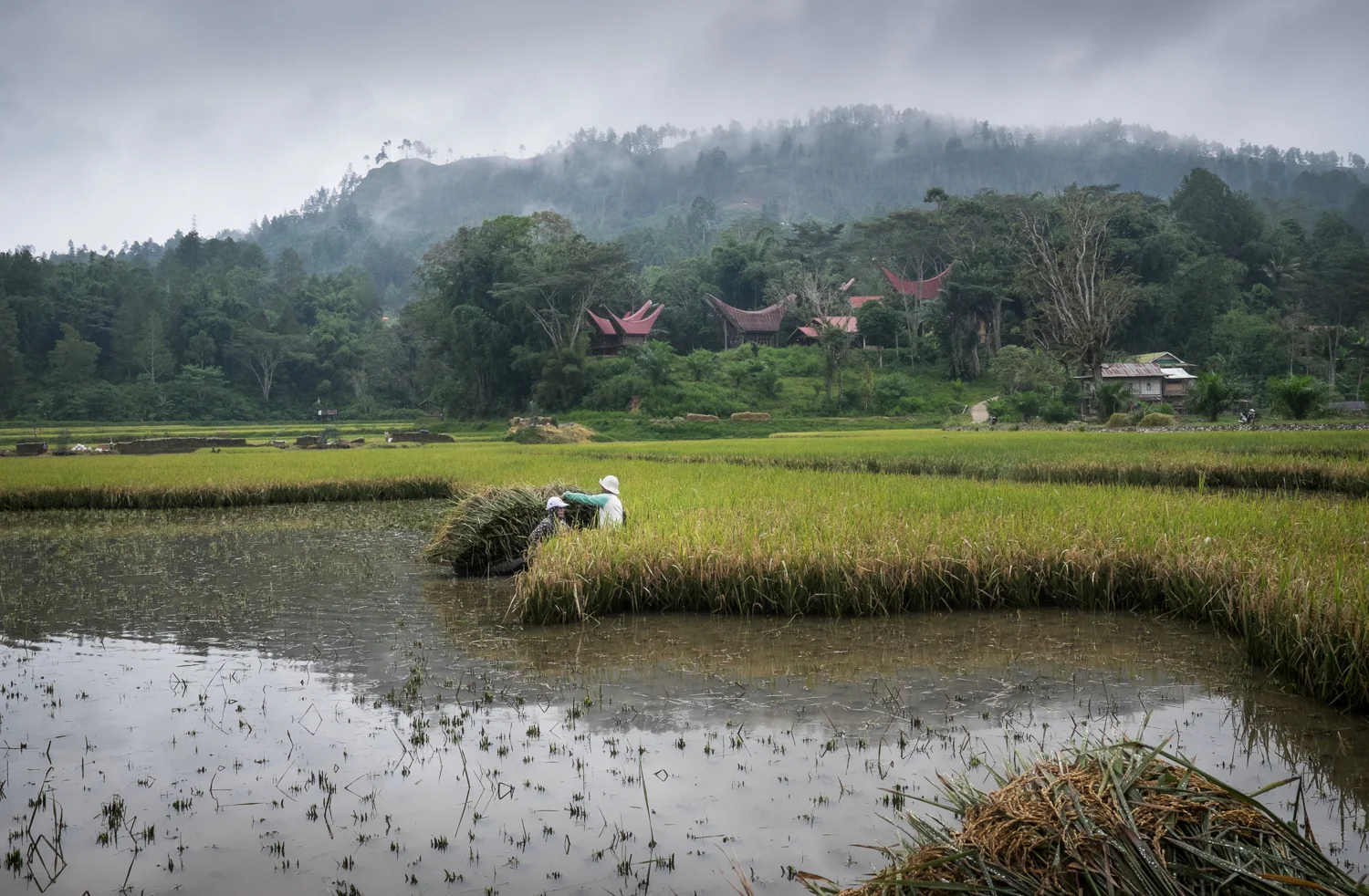 Tana Toraja_20160716__XT13463.jpg