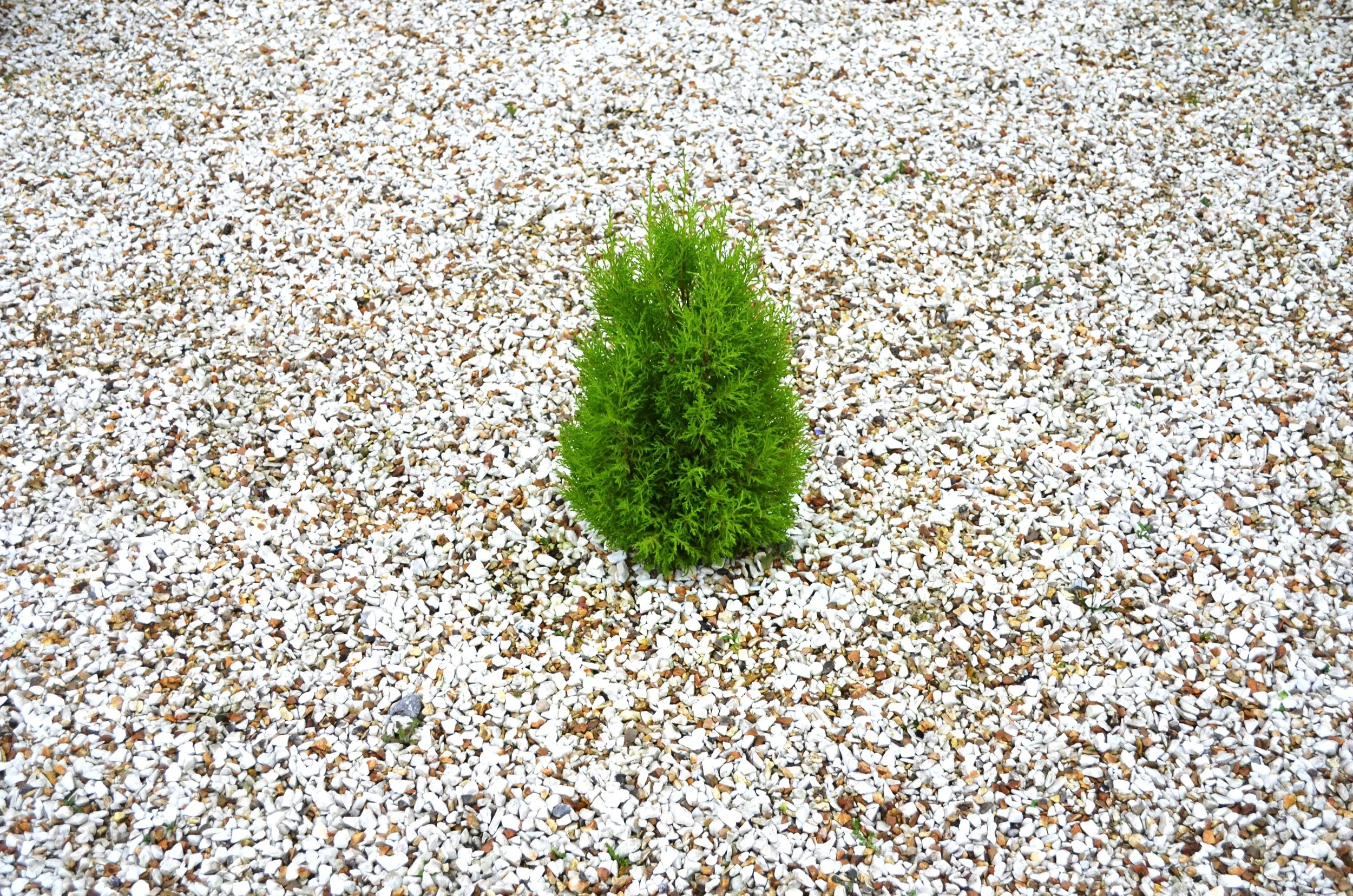 small_green_tree_200348.jpg