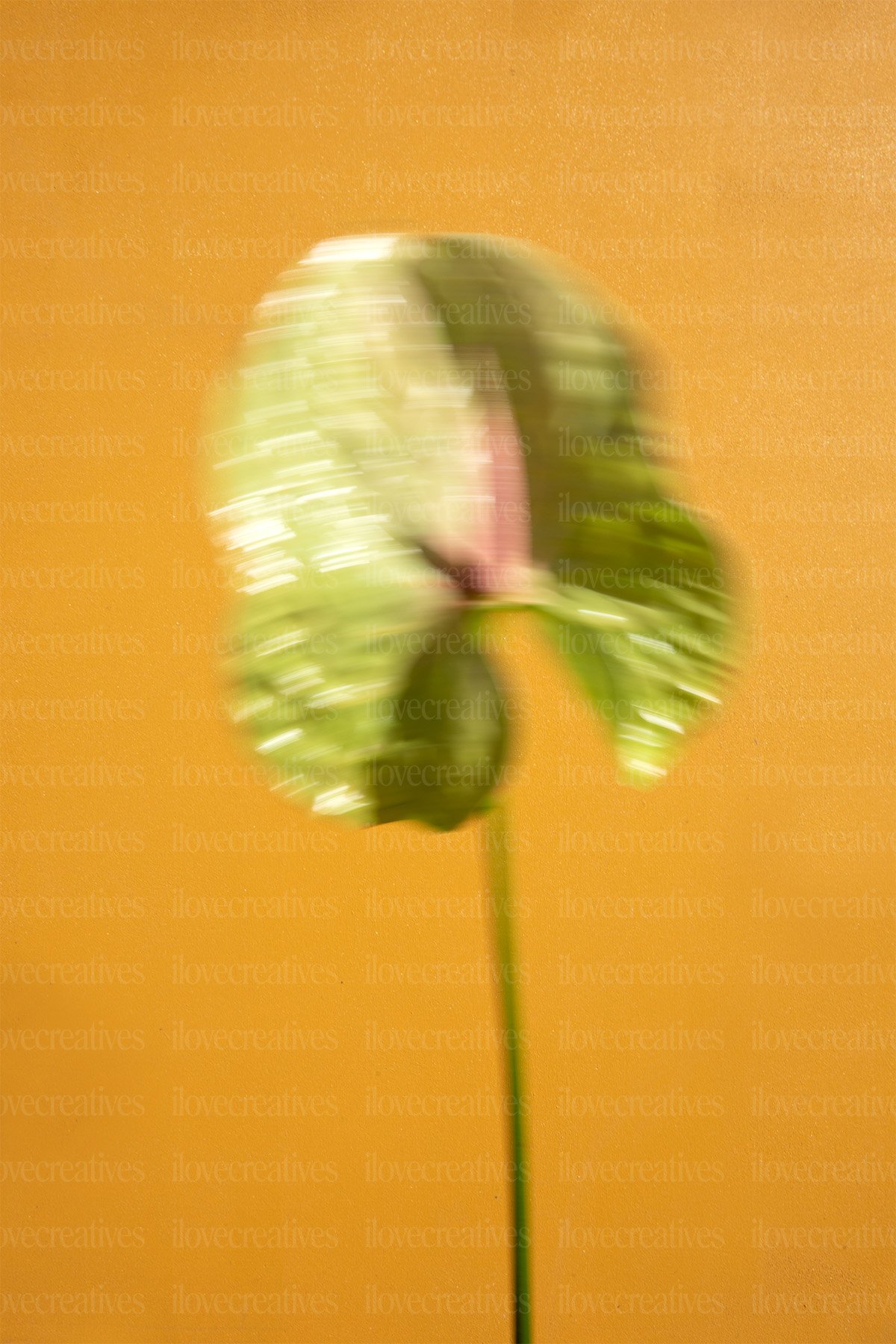 ilovecreatives-amiga-stock-photo-pack-floral-7.jpg
