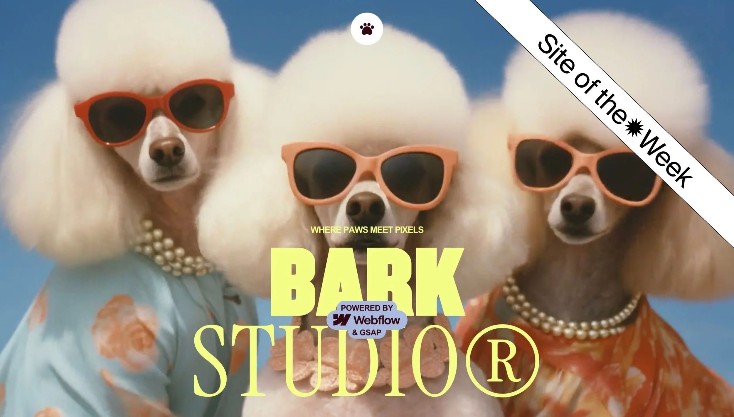 Bark Studio