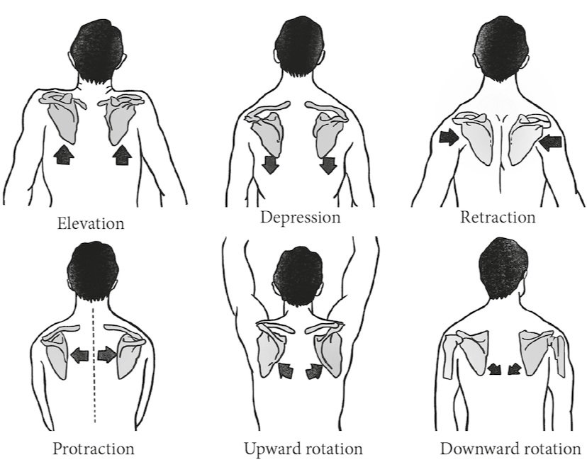 Classes of shoulder girdle motions examples (Sharba, Wali and Timemy