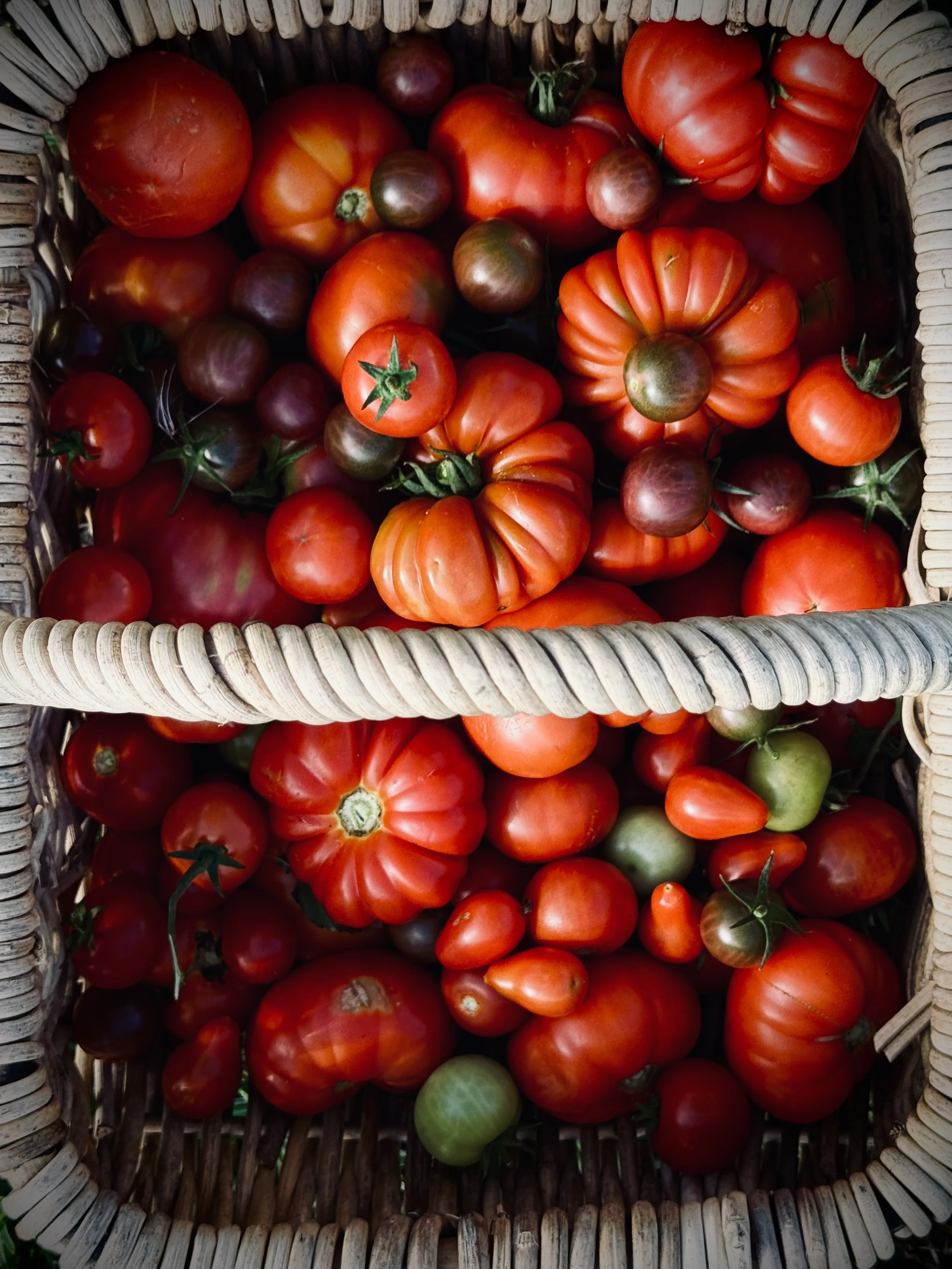 basket of tomatoes.jpg