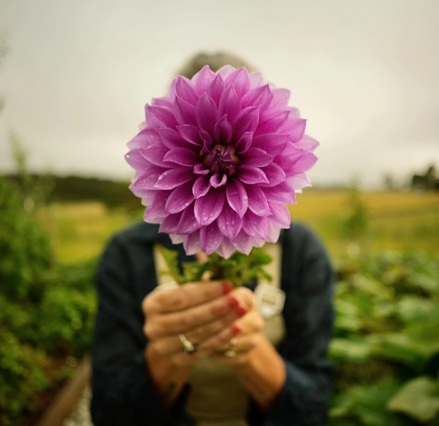 A little piece of art. ❤️❤️
#growalltheflowers #dahlia #flowerfarmer #countrylife #tenterfield 
#aplotincommon #growyourown #