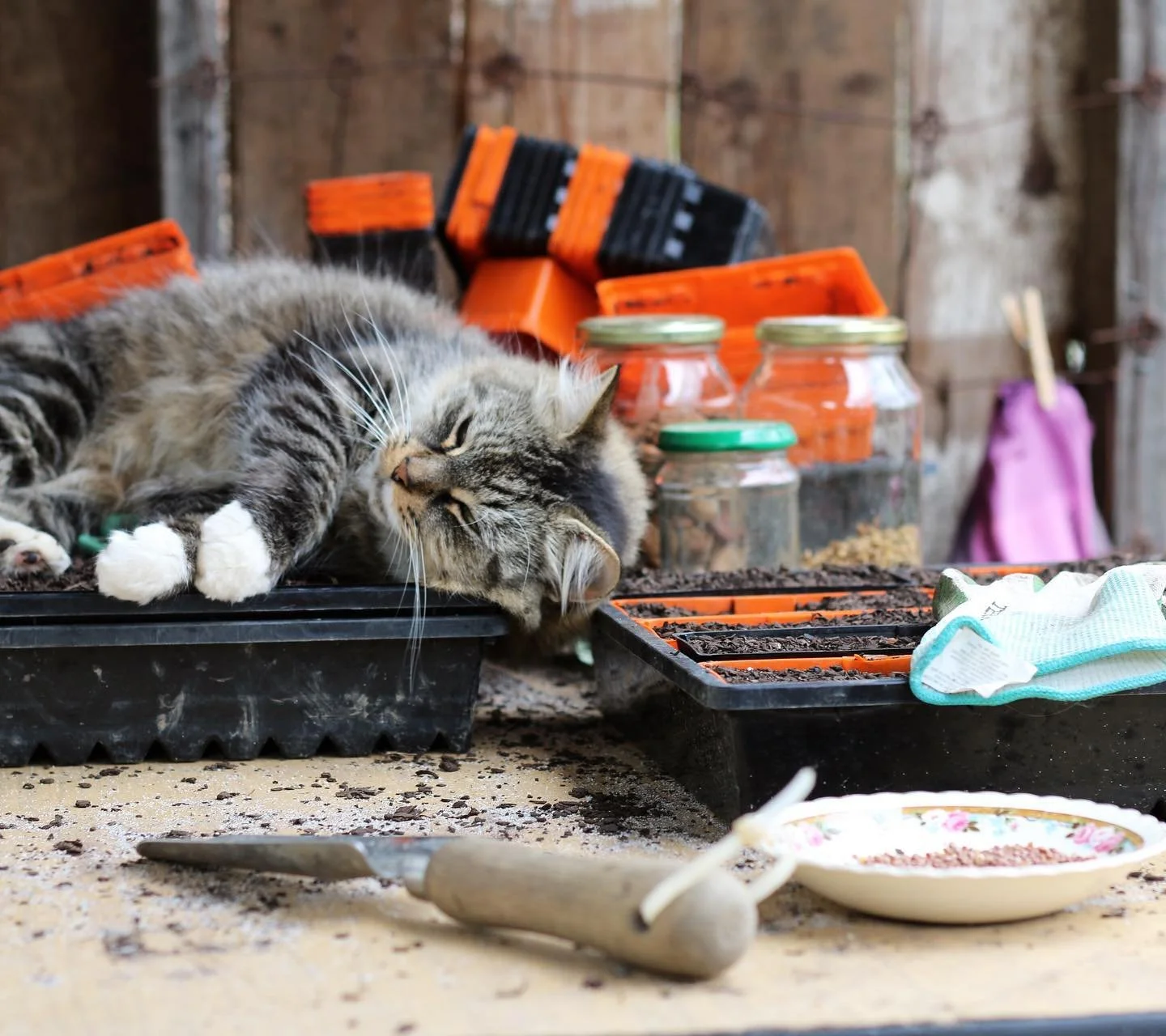 Our little Olive is 14 now and still loves to &lsquo;help&rsquo; wherever she can.. ☺️