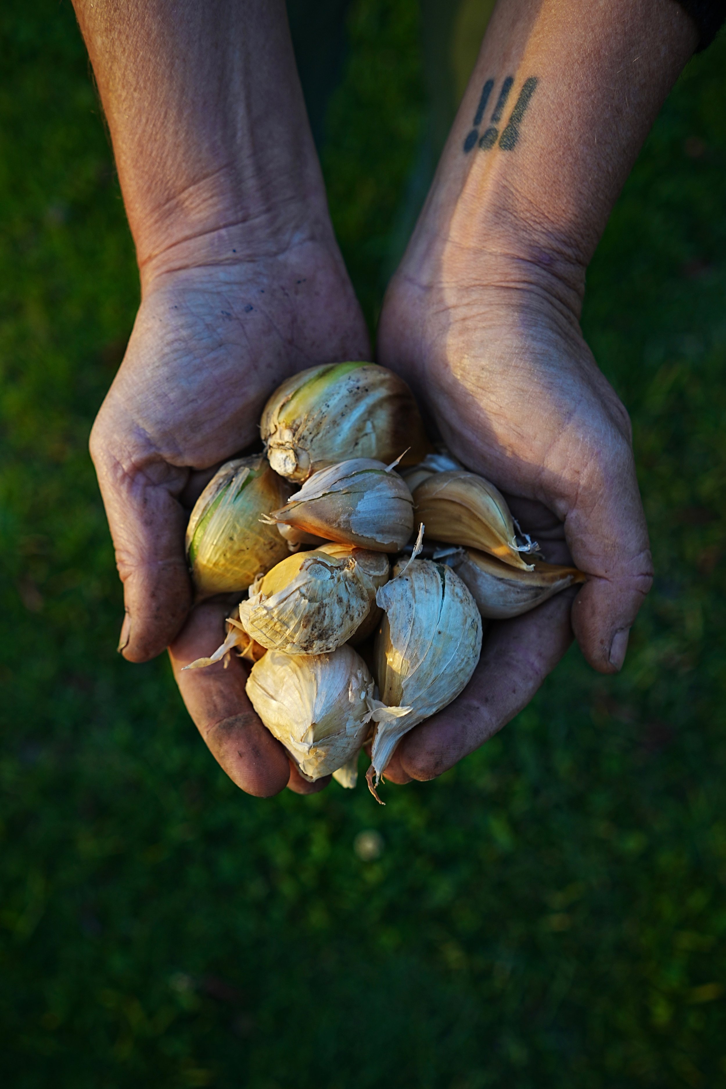 Winter Garden Workshop 