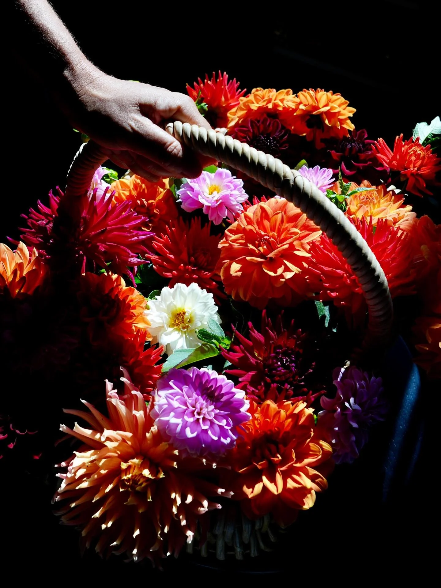 We are about to hop on a plane to Japan to celebrate Benji&rsquo;s 50th birthday. Before we left the farm I cut these dahlias to give to a friend, a thank you gift for looking after the garden and chooks while we are away. 
I can&rsquo;t decide which