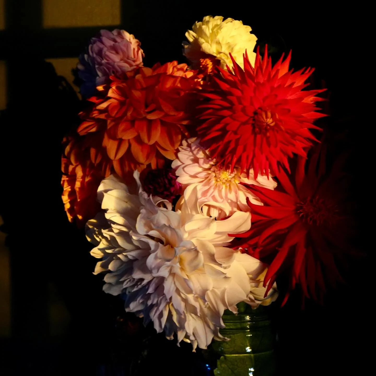 This is my first time growing a variety of dahlias and I am in love..