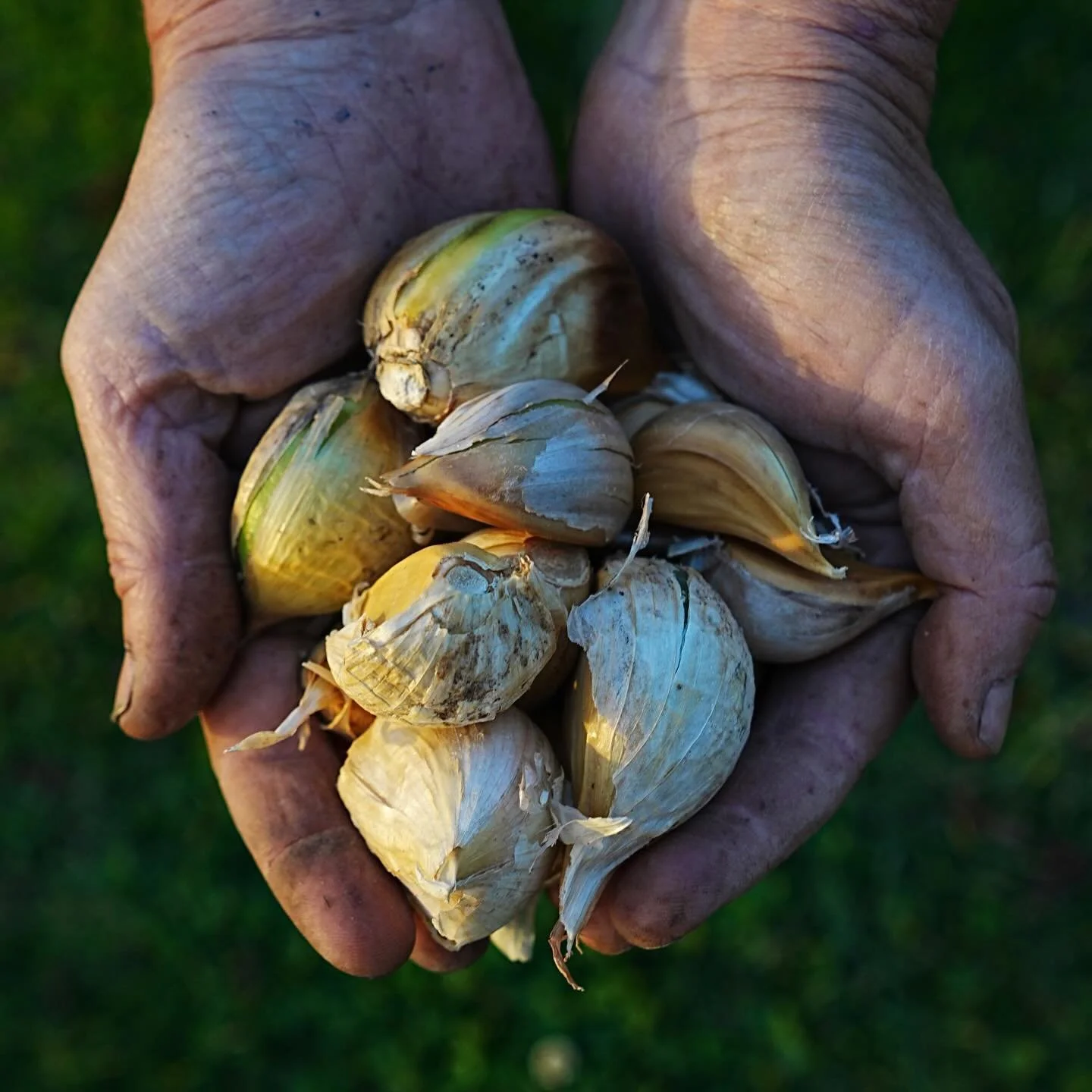 I have just scheduled my first EVER gardening workshop! 
I have been growing food for over 15 years now and I am by no means an expert but would love to share what I know. 
I am planning on doing seasonal gardening workshops. Showing you what is in m