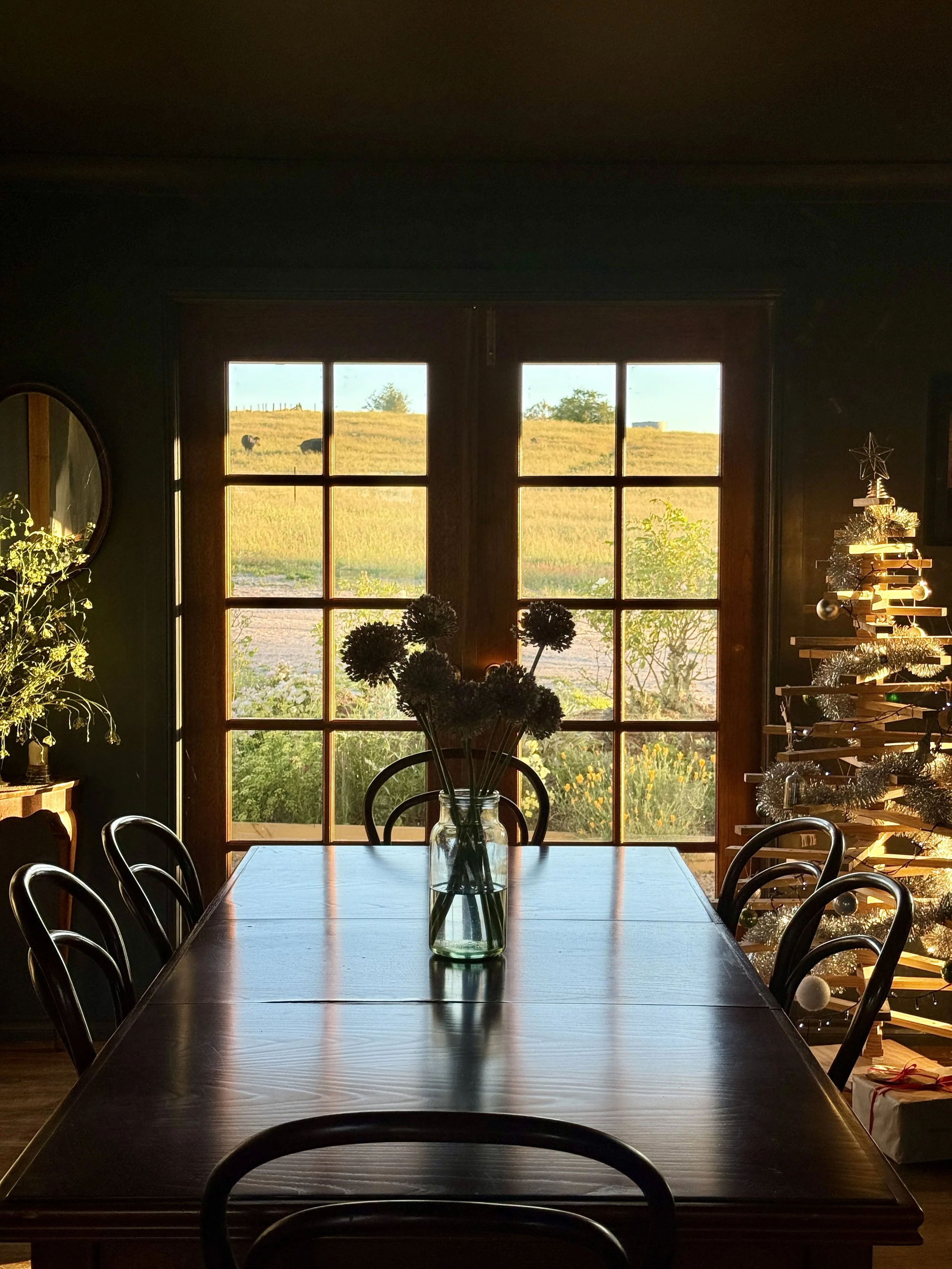 xmas tree in sun.jpg