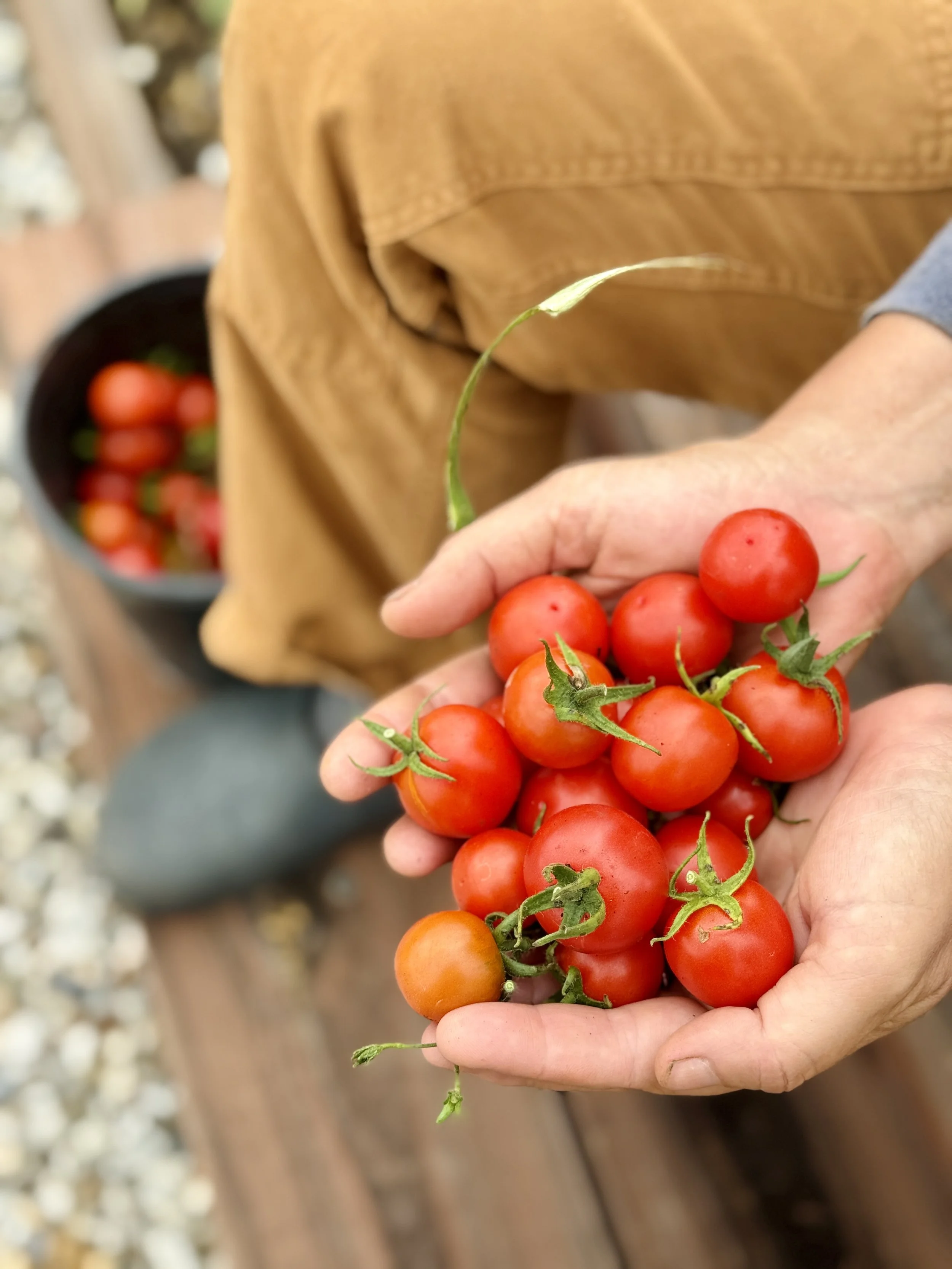 holding cherry tomatoes.jpg