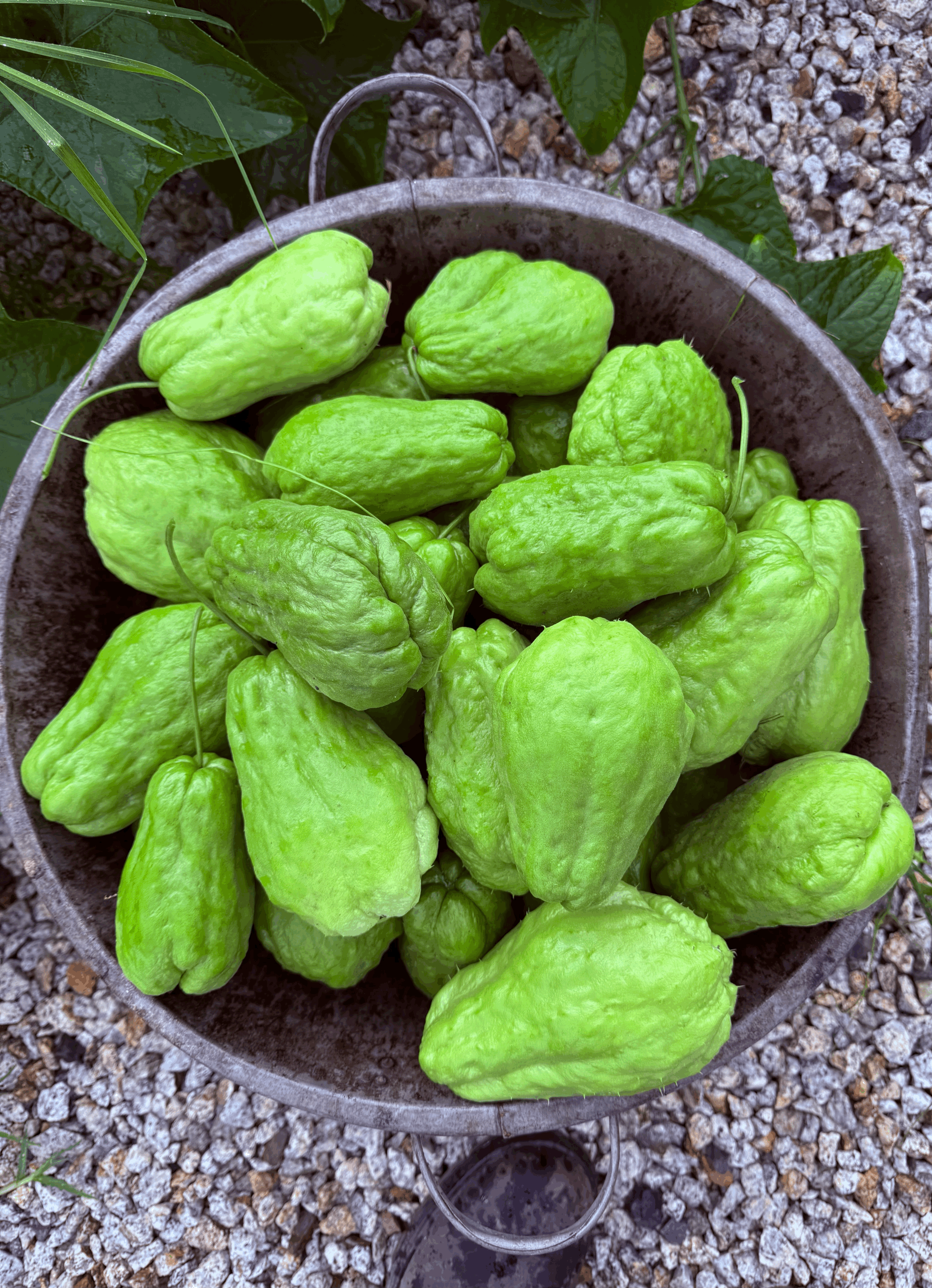 tempImageXuEFLH.gif