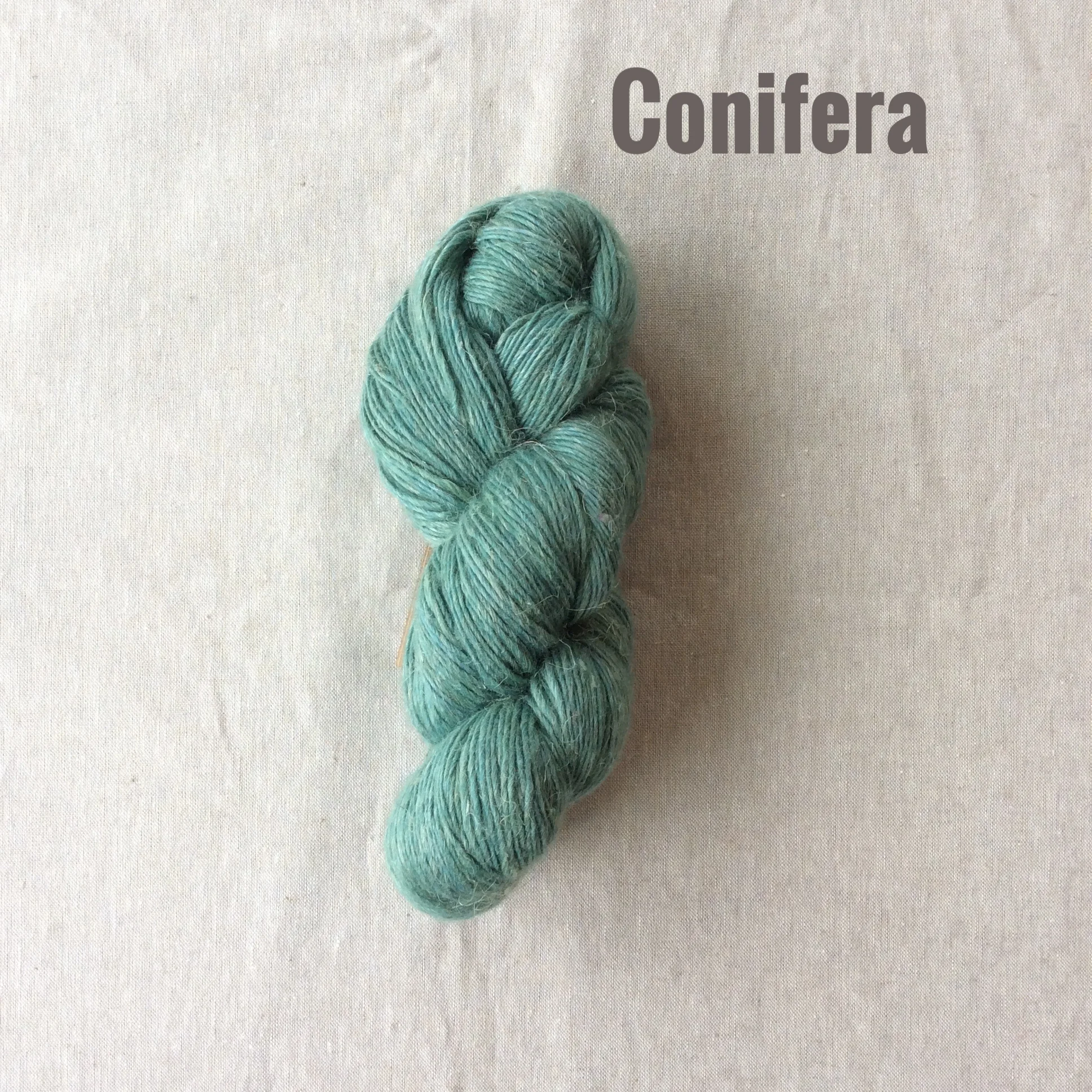 conifera.jpg