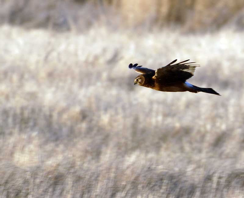 Harrier-Hawk.jpg