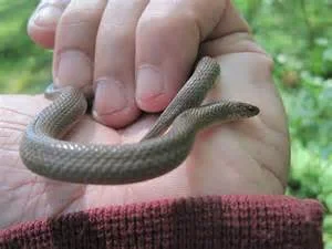 A harmless snake - no fear required