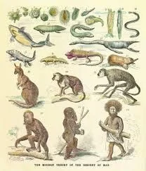 Forms of evolution