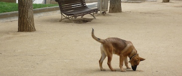 Problemas de higiene. El mal comportamiento higiénico (pipí y caca en casa) y la coprofagia (comer heces) son conductas normales y frecuentes en los cachorros y se solucionan muy fácilmente. Cuando el problema persiste en un perro adulto es un problema que también puede tratarse.