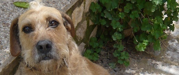 Miedos y fobias. Los problemas de miedo y fobia en los perros tienen tratamiento. Debemos identificar los estímulos que causan este problema y trabajar sobre ellos. Las respuestas miedosas del perro siempre tienen un buen pronóstico con un tratamiento específico para cada animal.
