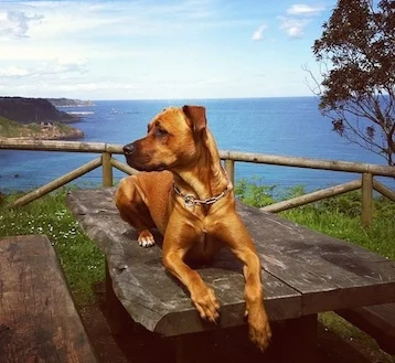 Ginger es la pequeñaja de casi 40 kilos. La adoptamos de un refugio cuando era cachorro, y posiblemente sea una rhodesian ridgeback. Es una comilona insaciable y un trasto al que le encantan los niños. Siempre está contenta, sobre todo si hay comida.
