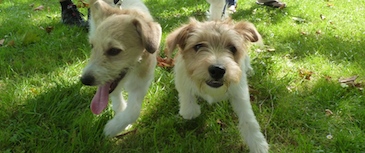 Puppy Party: la fiesta del aprendizaje . Una Puppy Party es un evento puntual cuyo objetivo es que los cachorros se socialicen entre ellos y con otras personas. En un ambiente relajado, los cachorros se divierten con sus nuevos amigos.